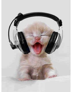 A kitten enjoying its headphones it got for Christmas